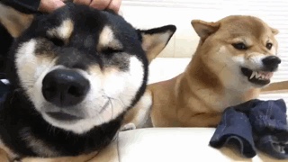 本日の終わりに柴犬を愛でるトピ