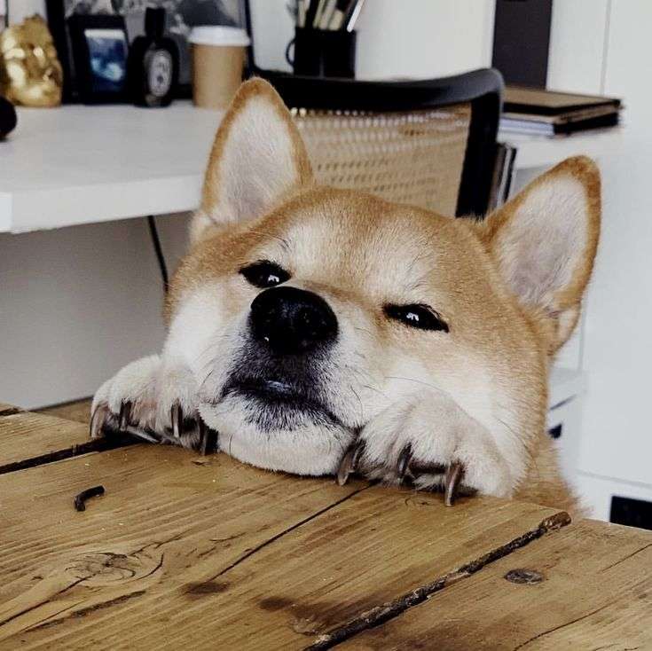 本日の終わりに柴犬を愛でるトピ