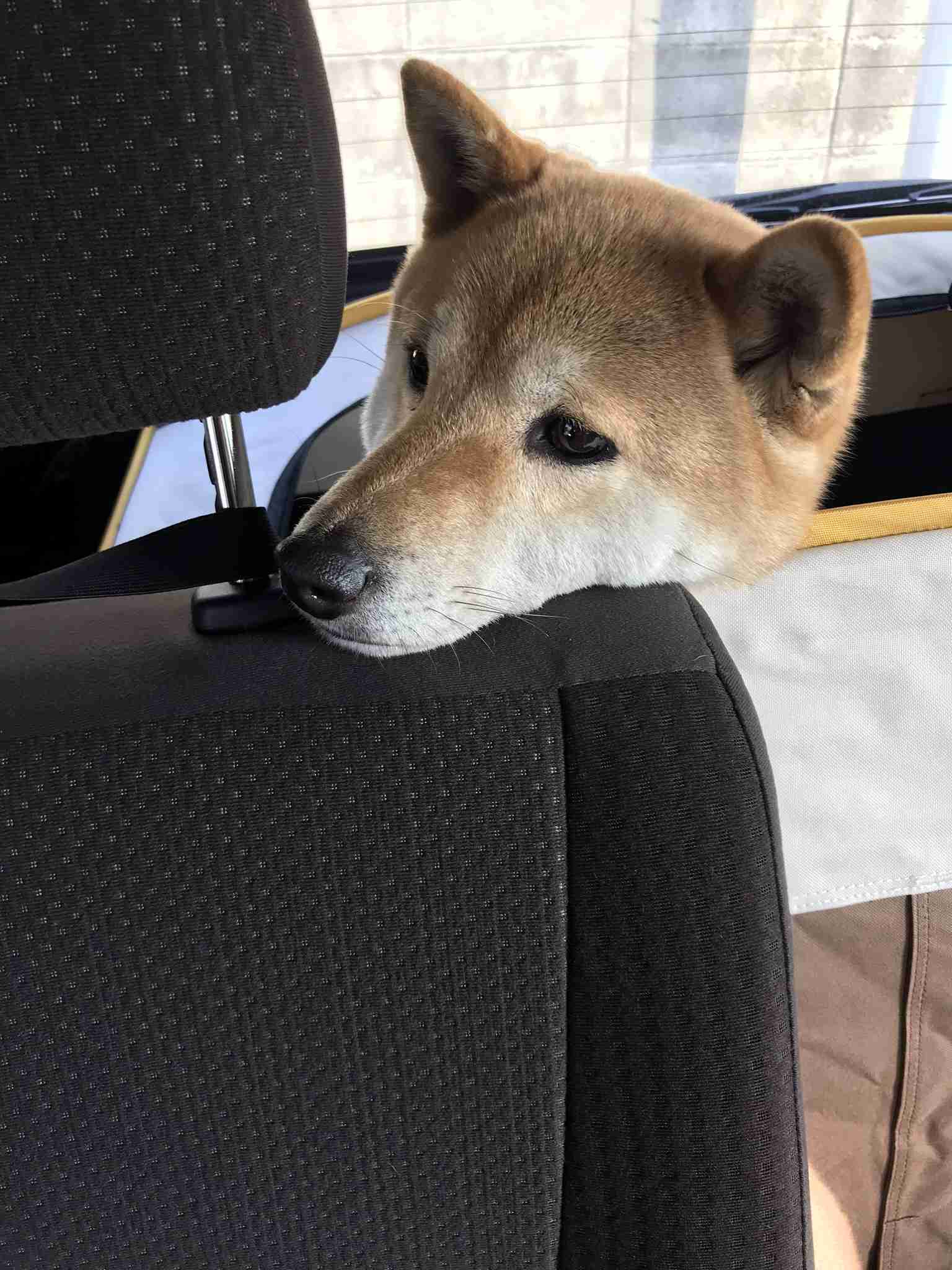 本日の終わりに柴犬を愛でるトピ