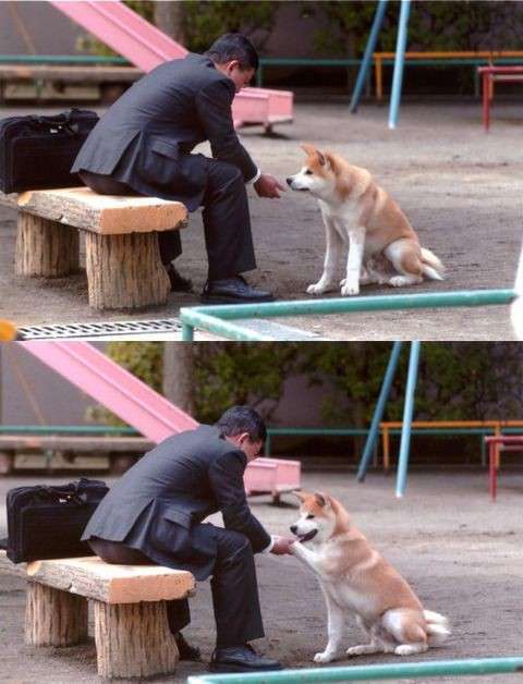 本日の終わりに柴犬を愛でるトピ