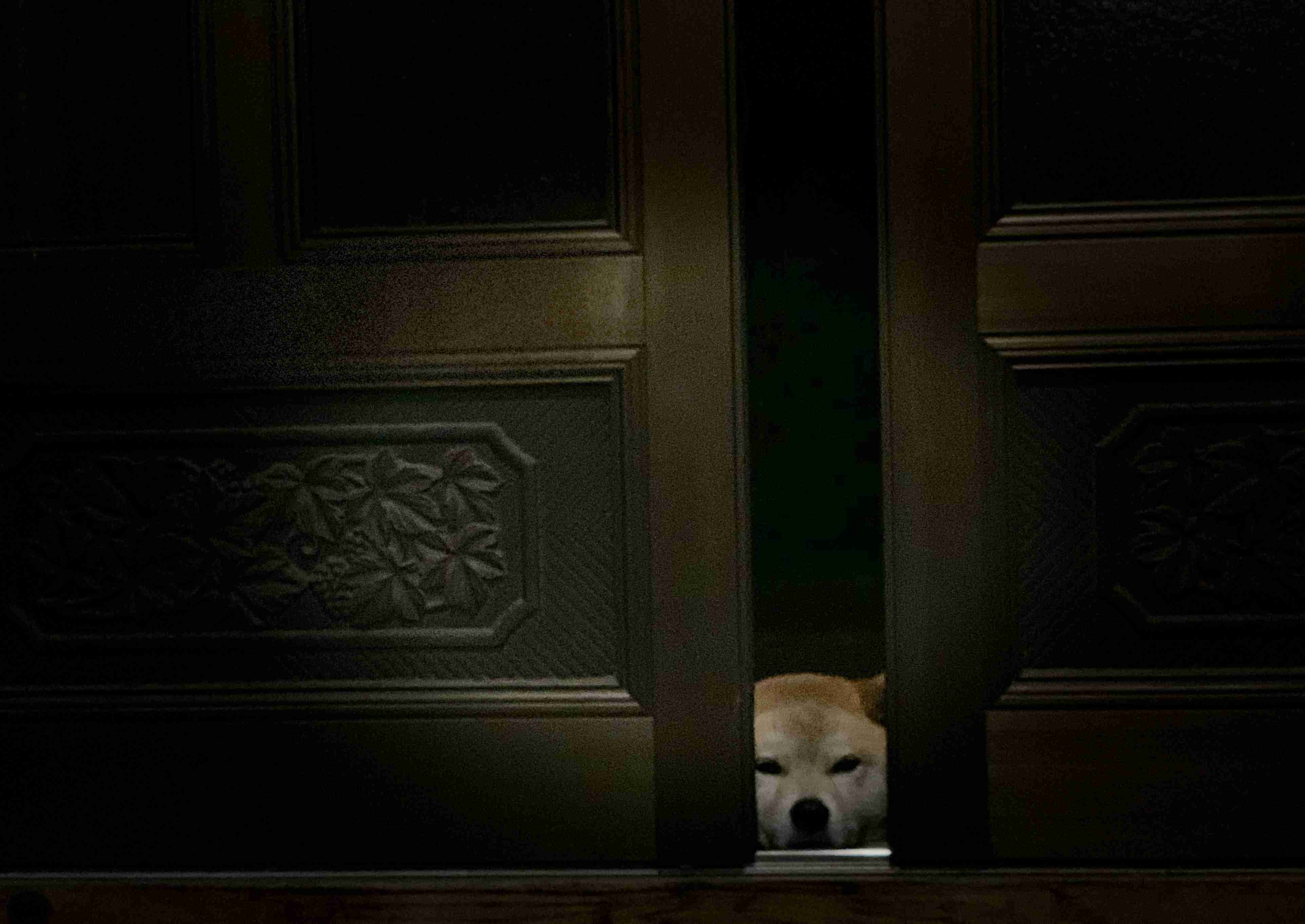 本日の終わりに柴犬を愛でるトピ
