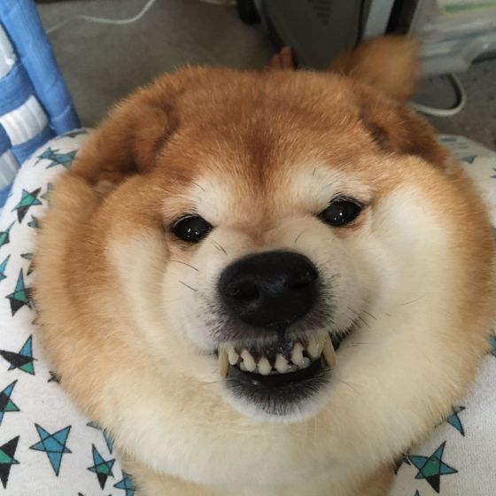本日の終わりに柴犬を愛でるトピ