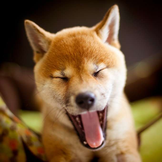 本日の終わりに柴犬を愛でるトピ