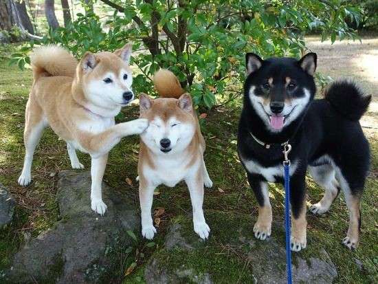 本日の終わりに柴犬を愛でるトピ