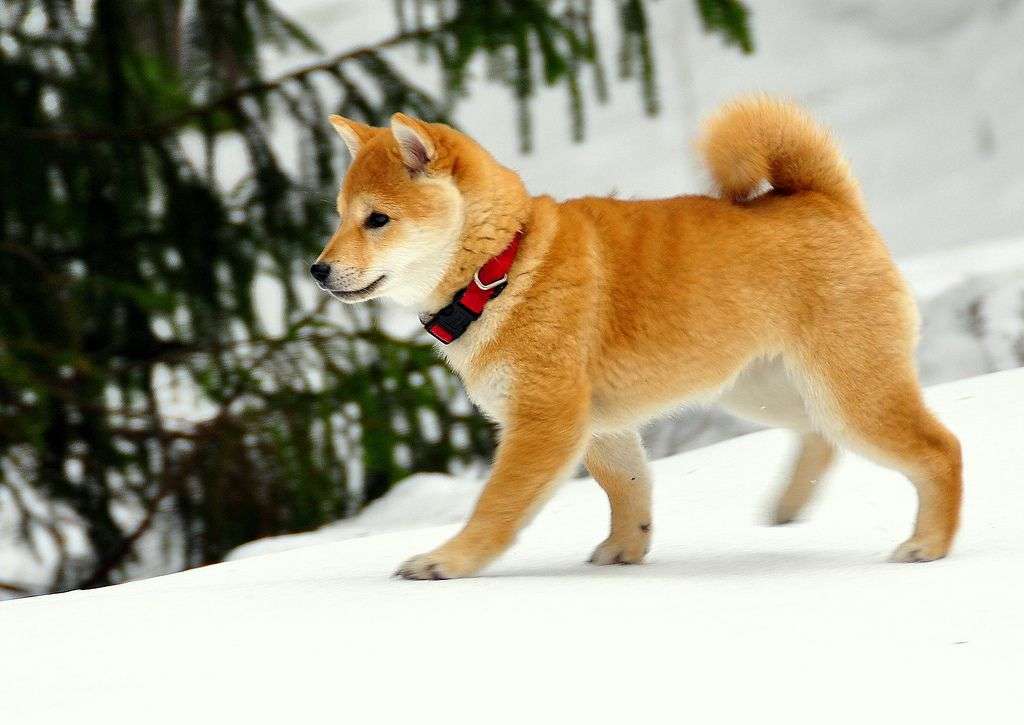 本日の終わりに柴犬を愛でるトピ