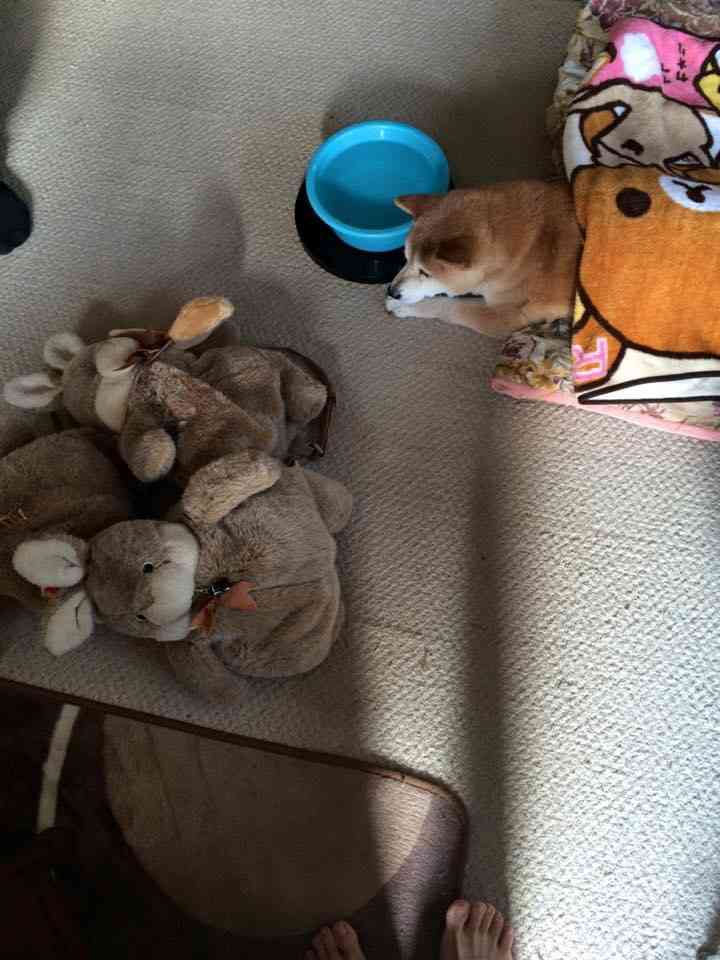 本日の終わりに柴犬を愛でるトピ