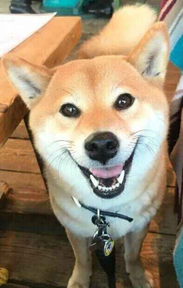 本日の終わりに柴犬を愛でるトピ