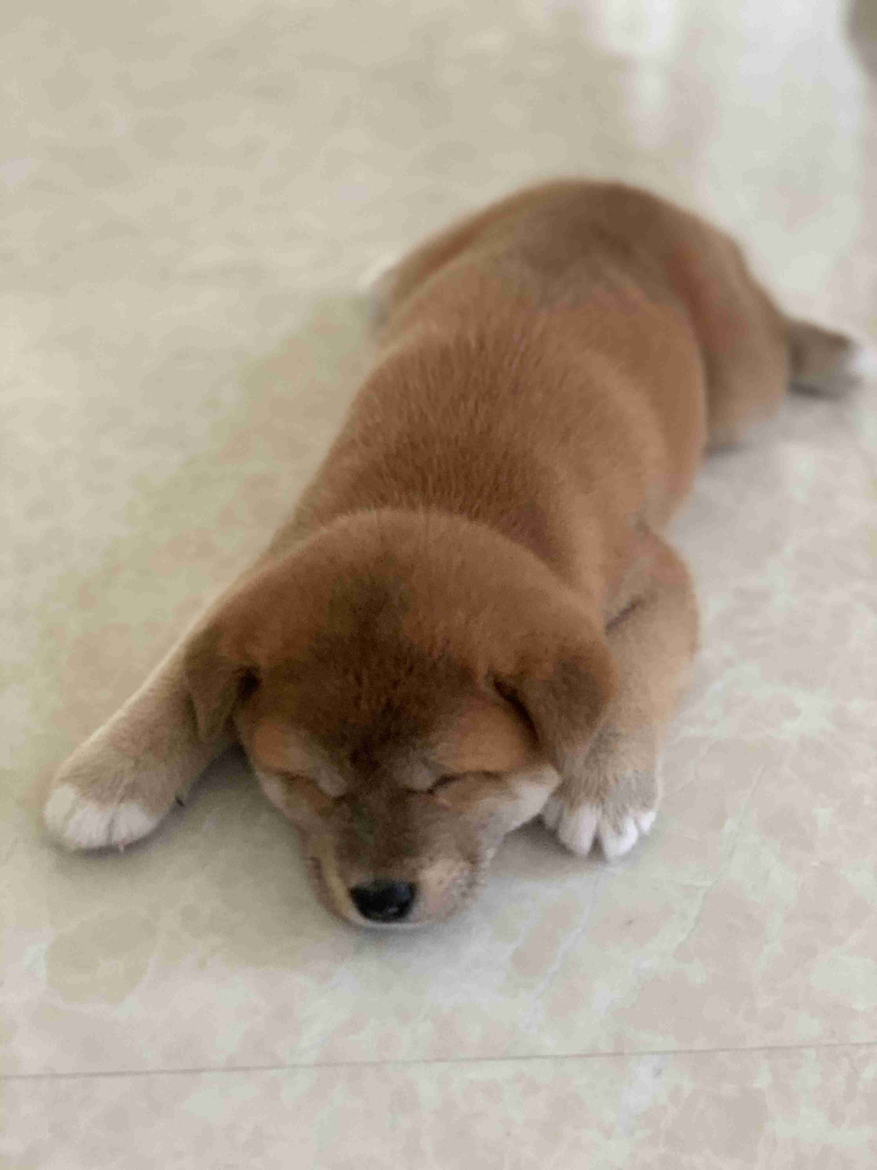 本日の終わりに柴犬を愛でるトピ