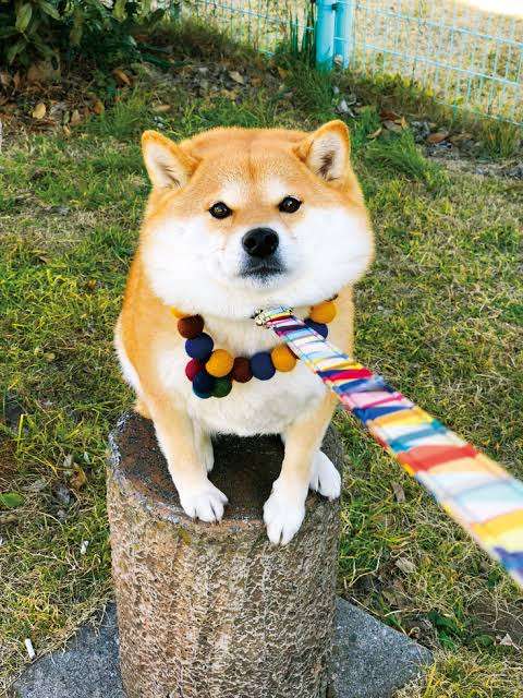 本日の終わりに柴犬を愛でるトピ