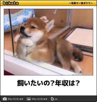 本日の終わりに柴犬を愛でるトピ