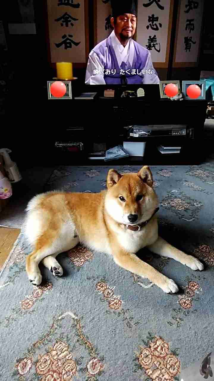 本日の終わりに柴犬を愛でるトピ