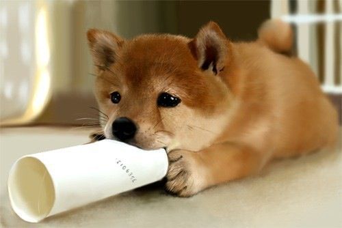本日の終わりに柴犬を愛でるトピ