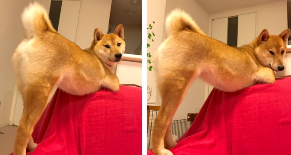 本日の終わりに柴犬を愛でるトピ