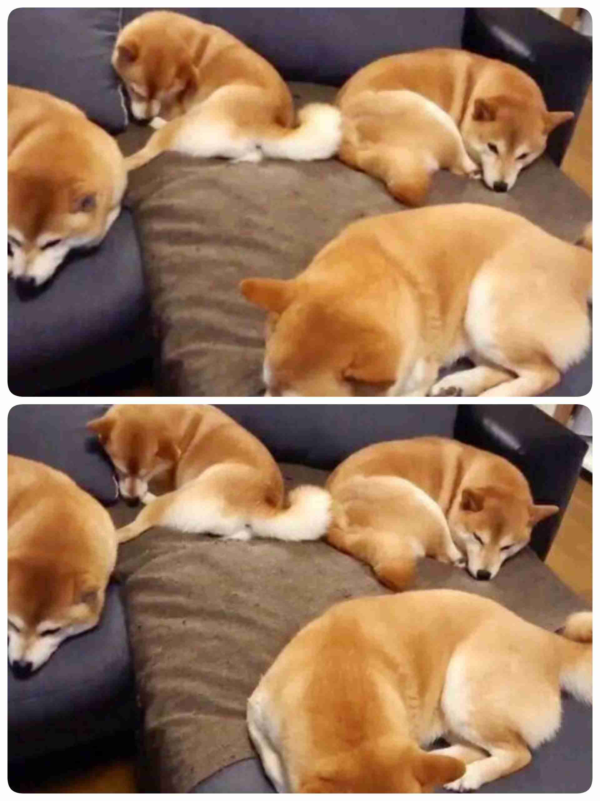 本日の終わりに柴犬を愛でるトピ