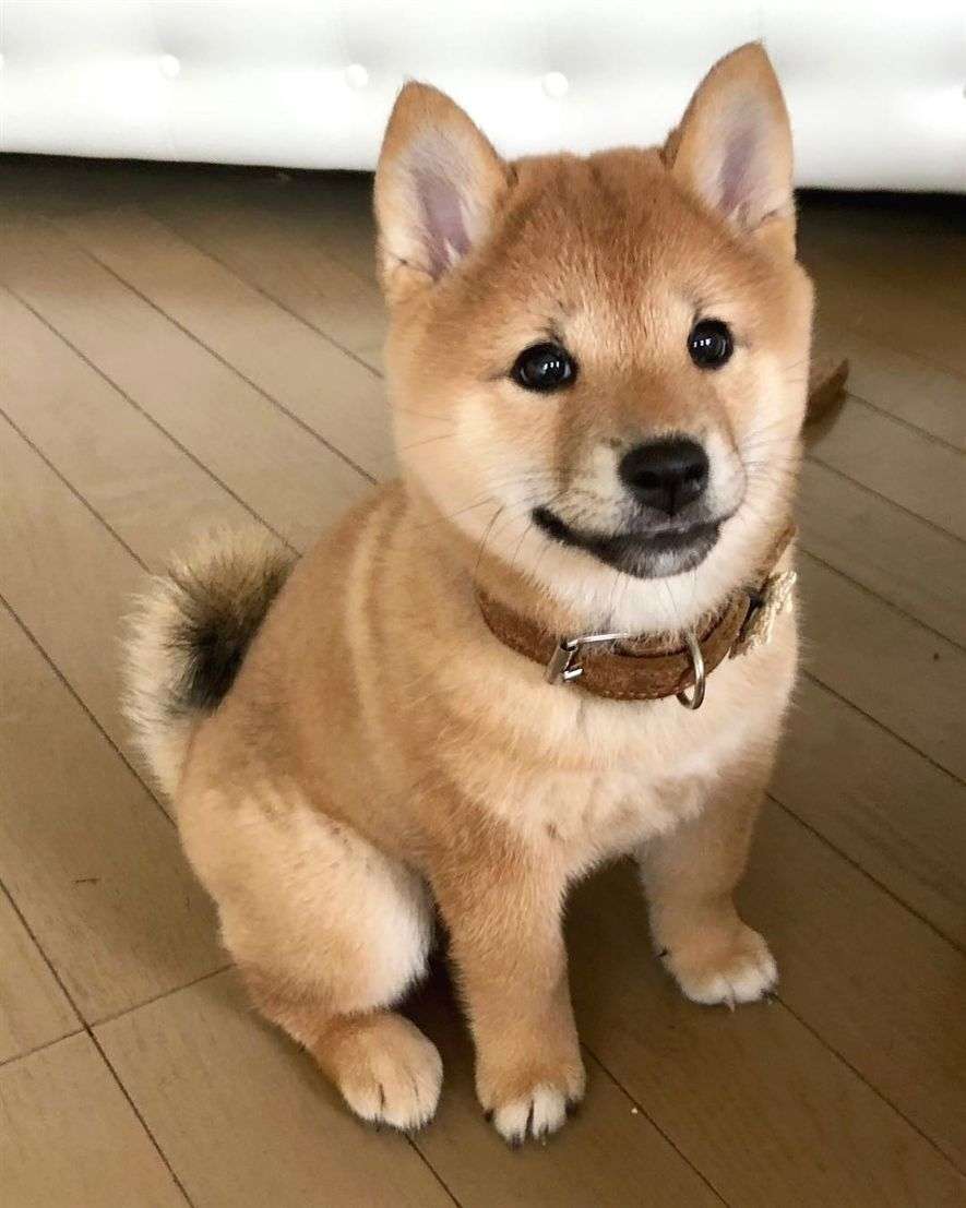 本日の終わりに柴犬を愛でるトピ