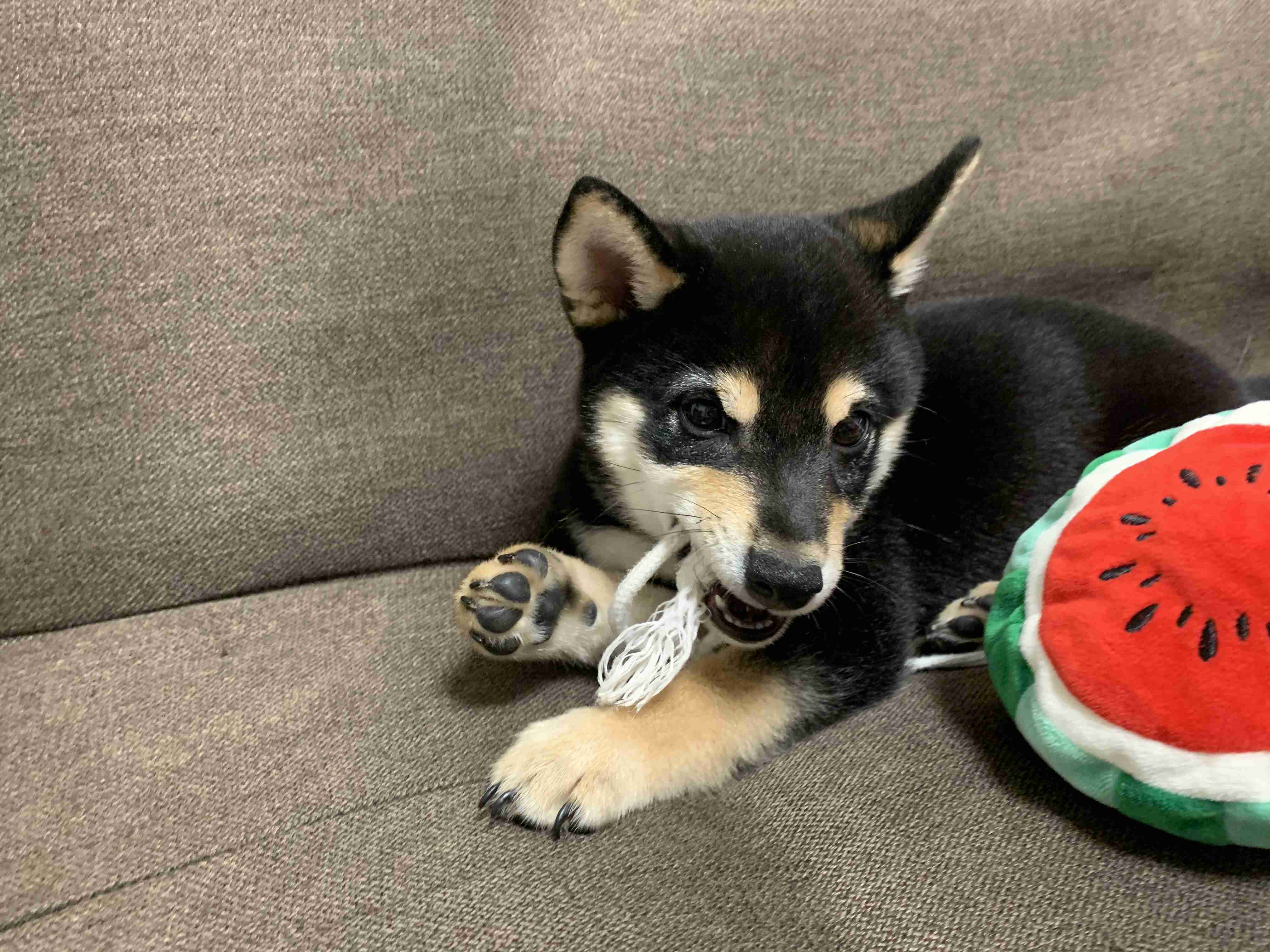 本日の終わりに柴犬を愛でるトピ