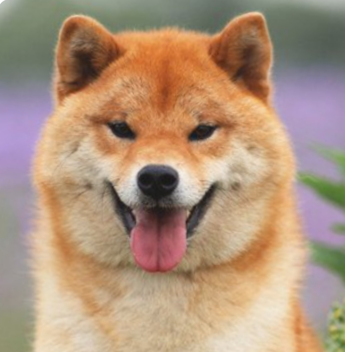 本日の終わりに柴犬を愛でるトピ