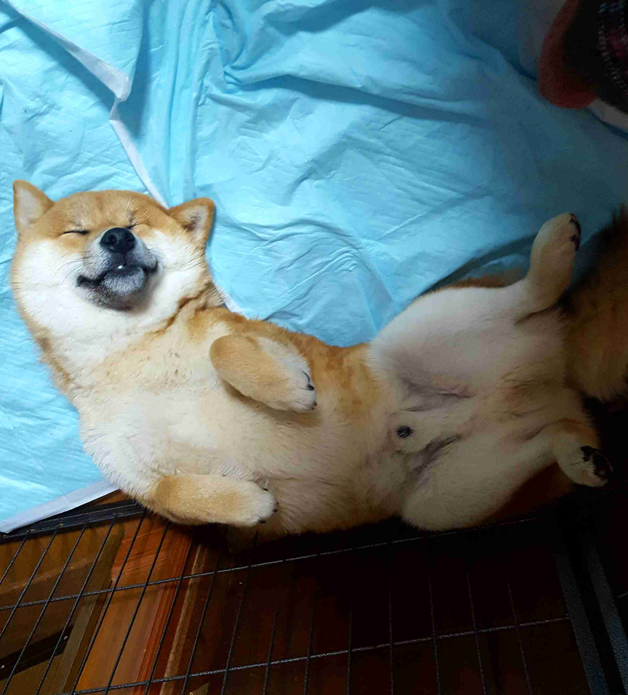 本日の終わりに柴犬を愛でるトピ