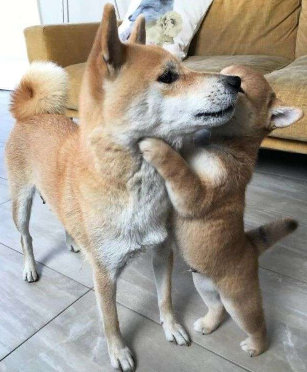 本日の終わりに柴犬を愛でるトピ