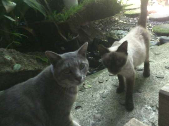 【猫好き】猫の幸せについて語るトピ【限定】