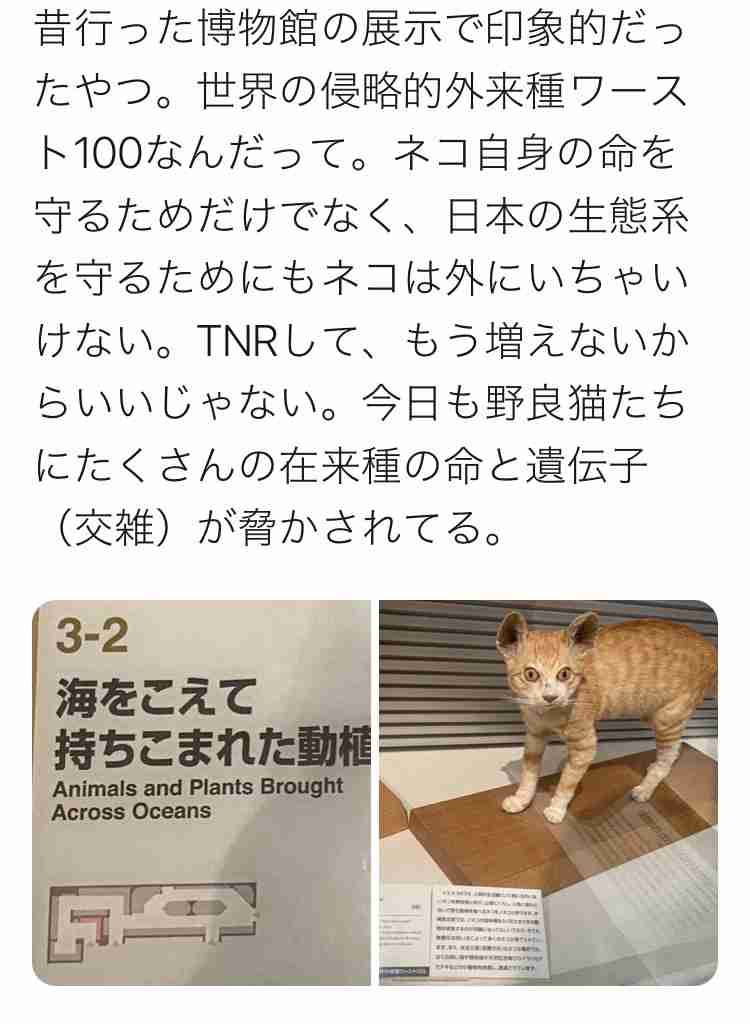 【猫好き】猫の幸せについて語るトピ【限定】