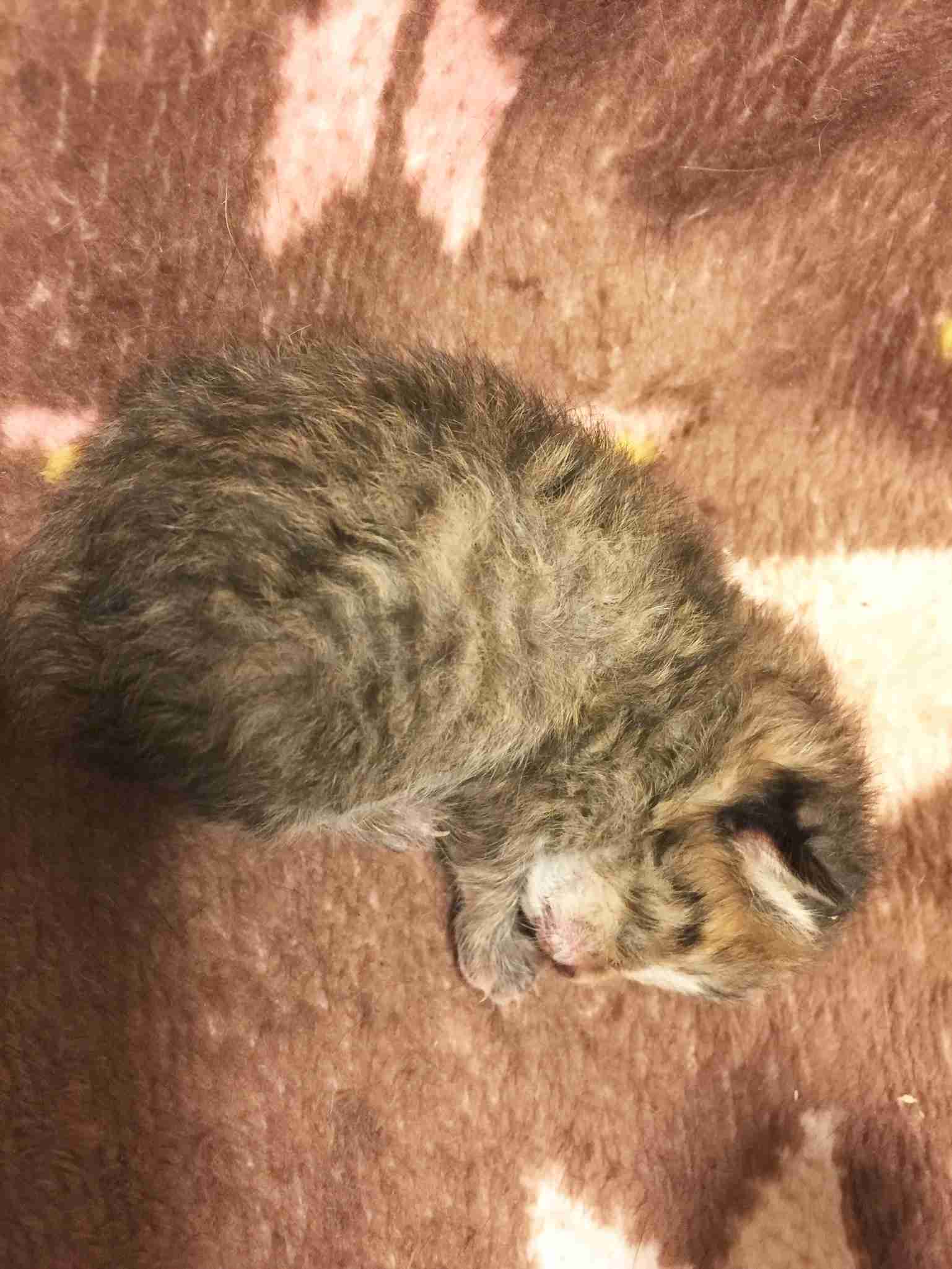 【猫好き】猫の幸せについて語るトピ【限定】