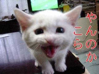 喧嘩腰で雑談するトピ　其ノ拾（祝‼︎）