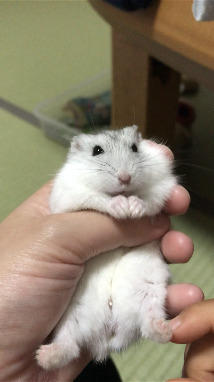 ペット自慢！