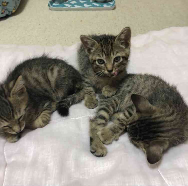 猫飼い総合トピ part3