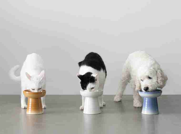 猫飼い総合トピ part3