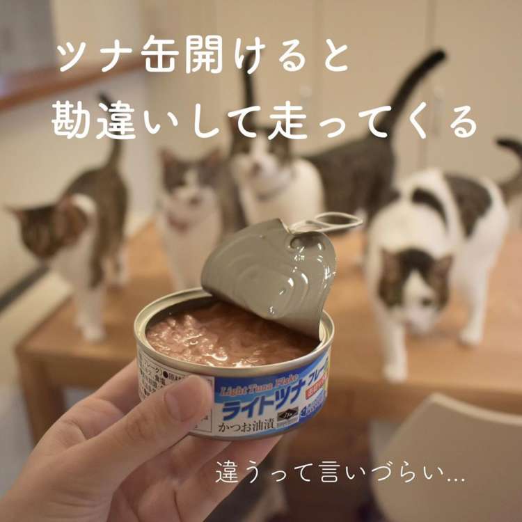 猫飼い総合トピ part3