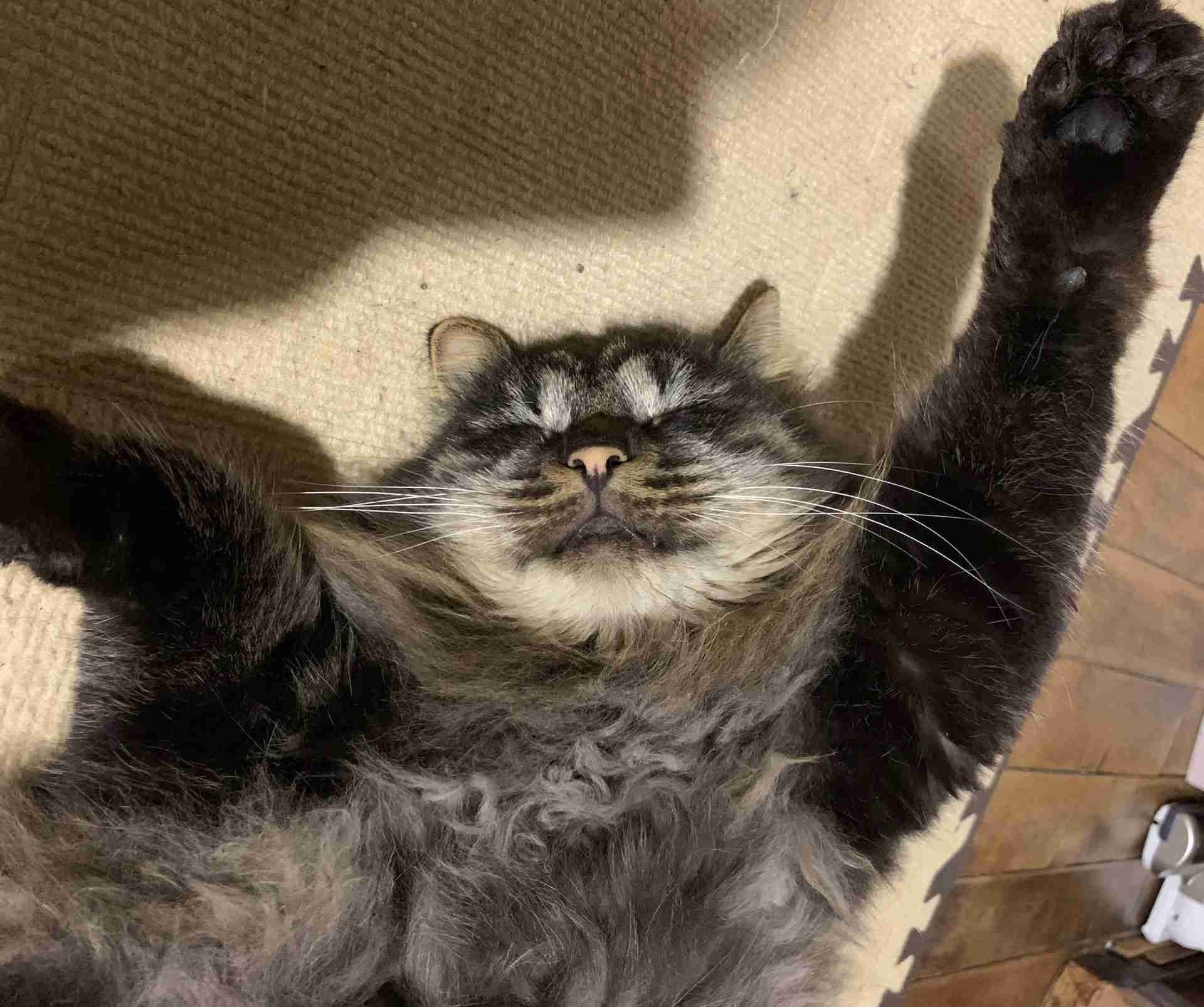 猫飼い総合トピ part3