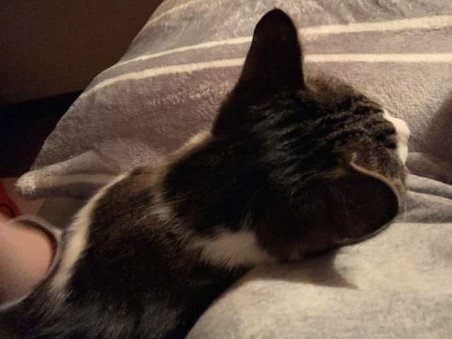 猫飼い総合トピ part3