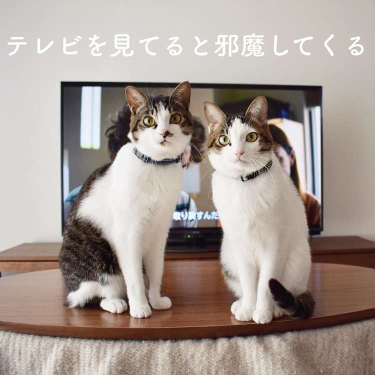 猫飼い総合トピ part3