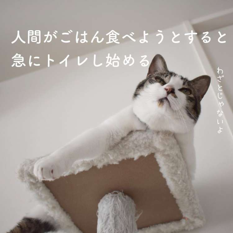 猫飼い総合トピ part3