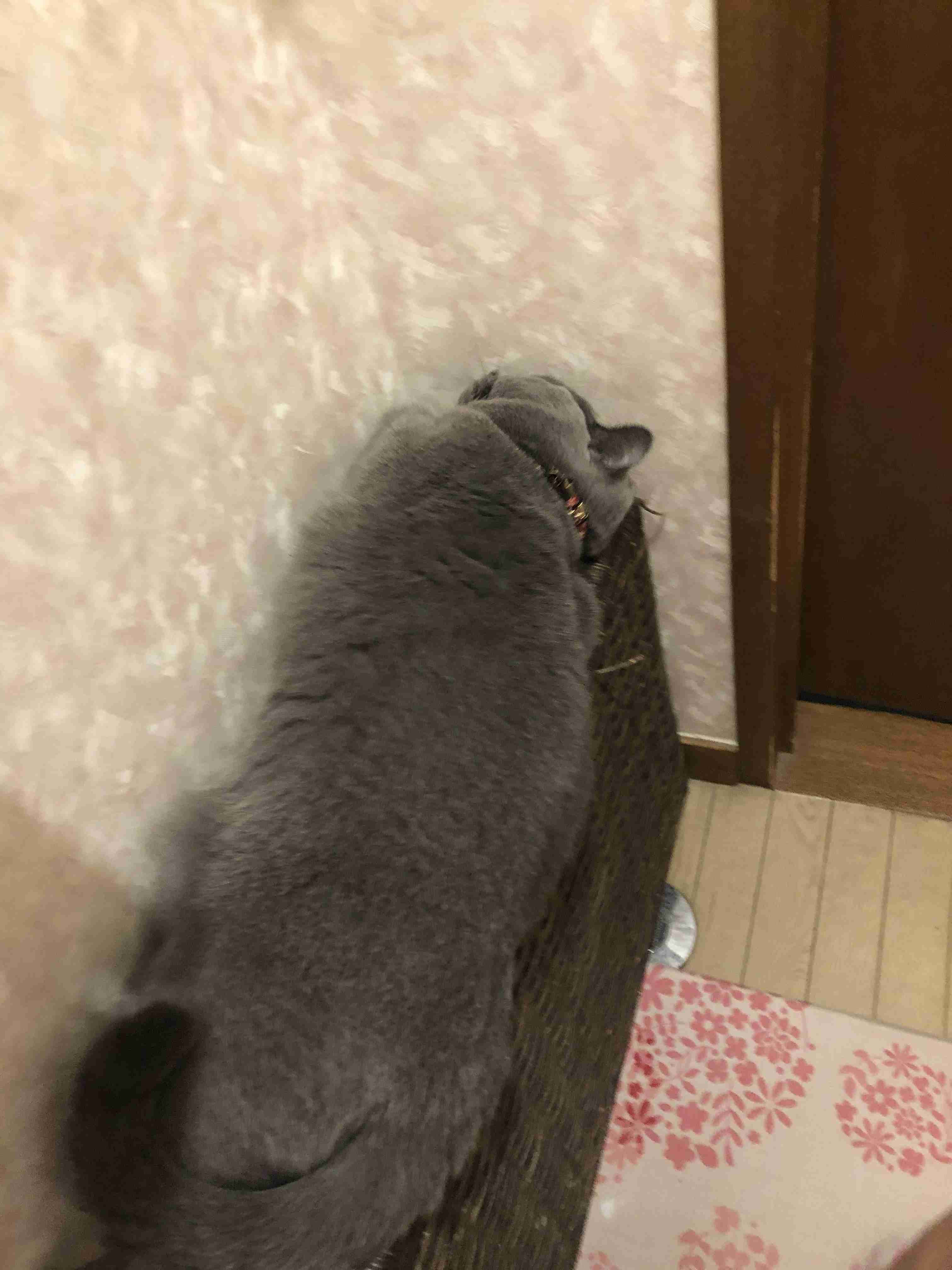 猫飼い総合トピ part3