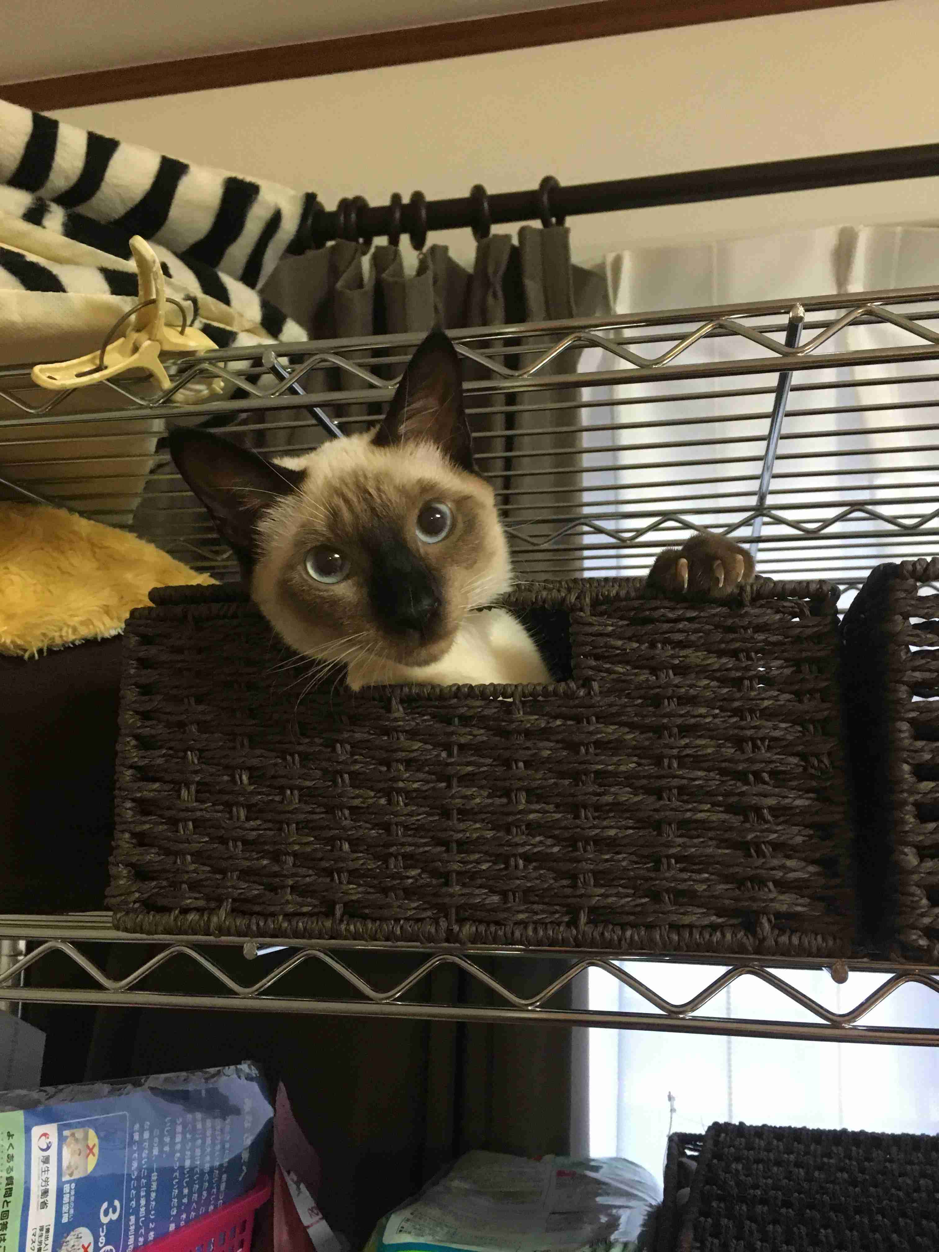 猫飼い総合トピ part3