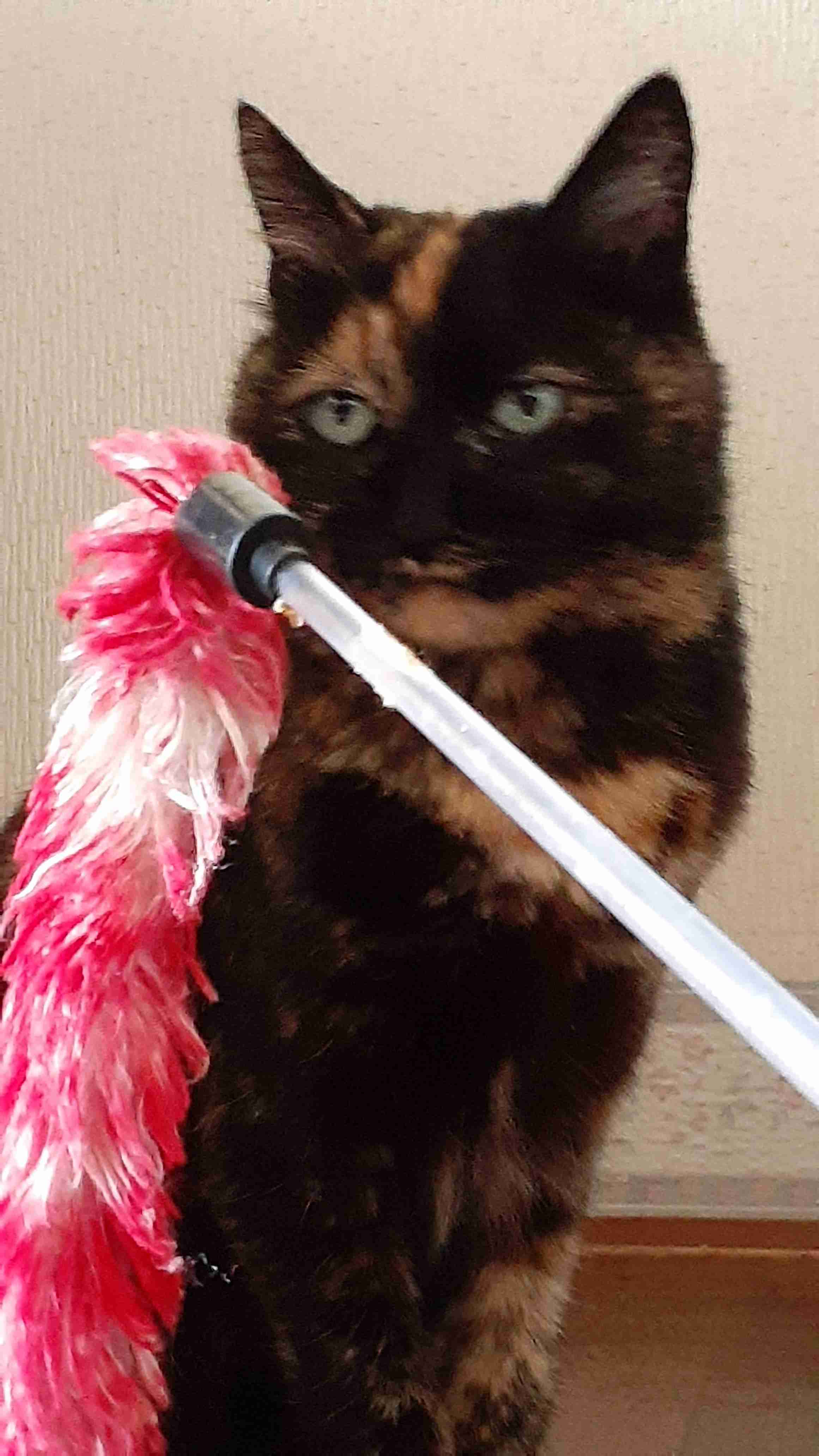 猫飼い総合トピ part3