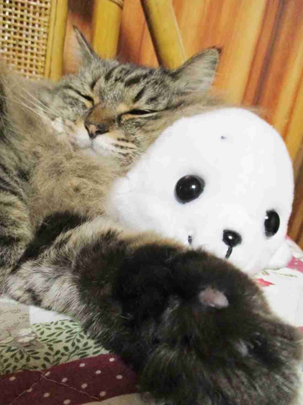 猫飼い総合トピ part3