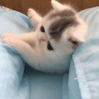 猫飼い総合トピ part3