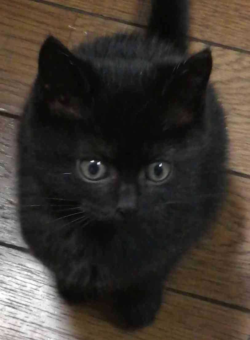 猫飼い総合トピ part3