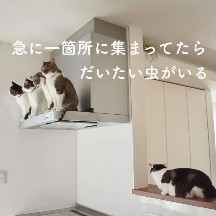 猫飼い総合トピ part3