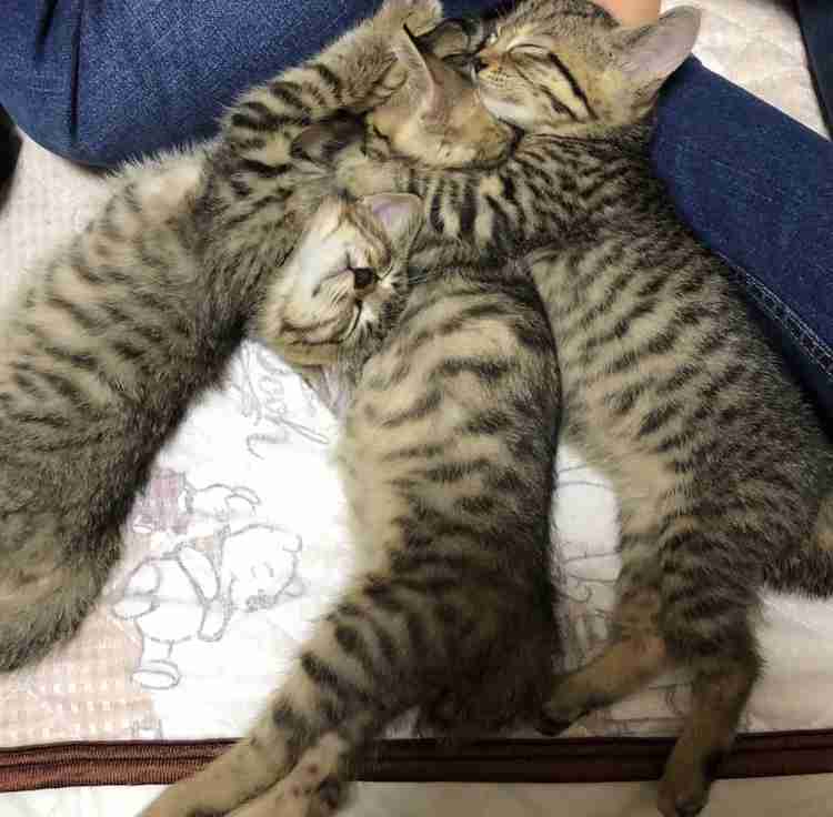 猫飼い総合トピ part3