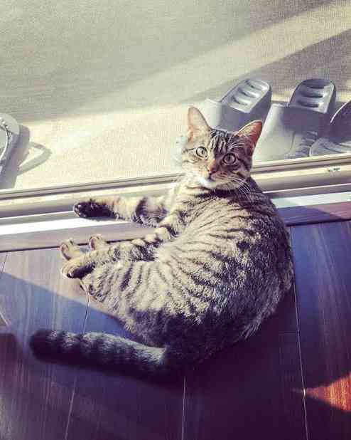 猫飼い総合トピ part3