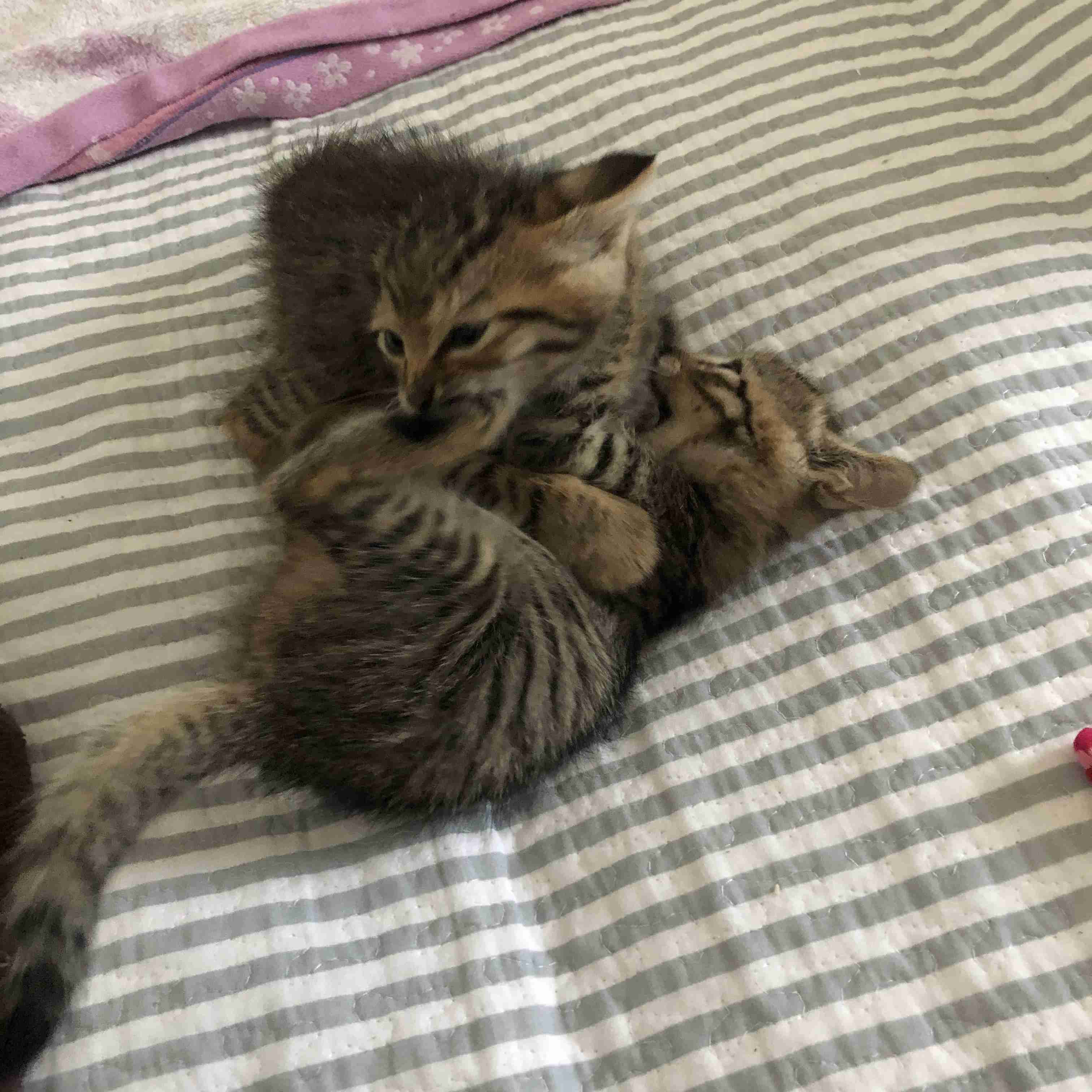 猫飼い総合トピ part3