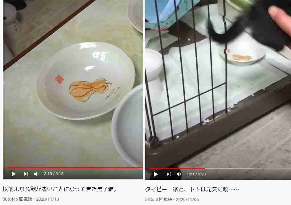 ｢猫カフェに子猫2匹を捨てた｣飼い主の無慈悲　ペットを飼う資格｢ある人･ない人｣の決定的差