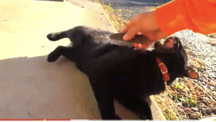 ｢猫カフェに子猫2匹を捨てた｣飼い主の無慈悲　ペットを飼う資格｢ある人･ない人｣の決定的差