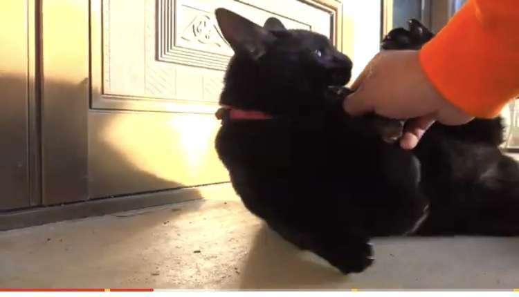 ｢猫カフェに子猫2匹を捨てた｣飼い主の無慈悲　ペットを飼う資格｢ある人･ない人｣の決定的差