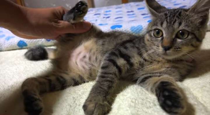 ｢猫カフェに子猫2匹を捨てた｣飼い主の無慈悲　ペットを飼う資格｢ある人･ない人｣の決定的差