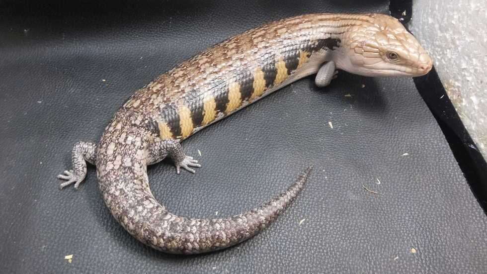 【幽霊&ネッシー等UMA(未確認動物)&UFO】もしホントに存在していたら、何が1番盛り上がるでしょうか?